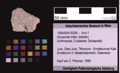 Foto (Objekt + Etiketten) von Decapoda indet. (lobster) (NHMW-GEO-1990-0041-0209)